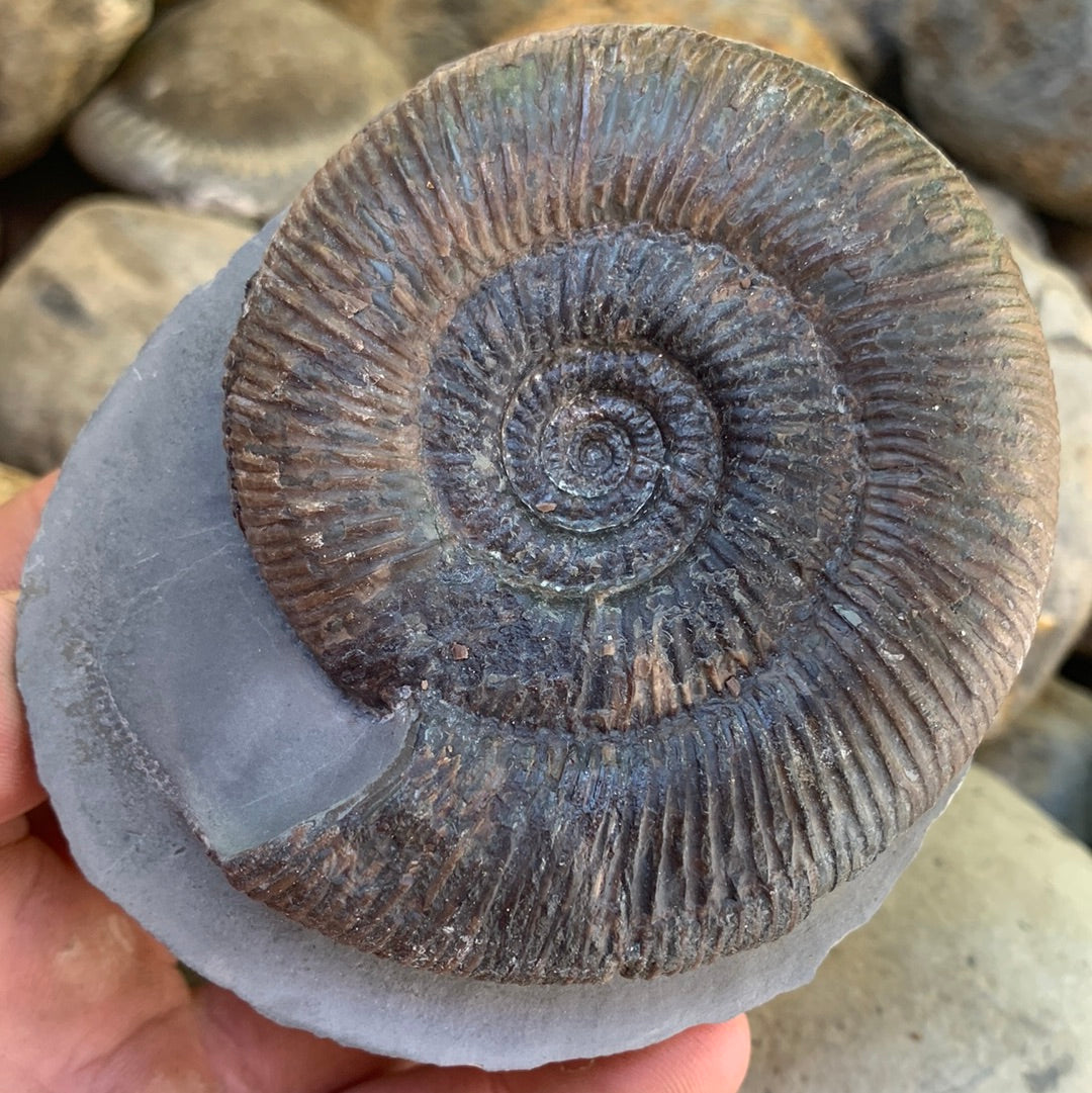 Dactylioceras semicelatum ammonite fossil - Whitby, North Yorkshire Jurassic Coast