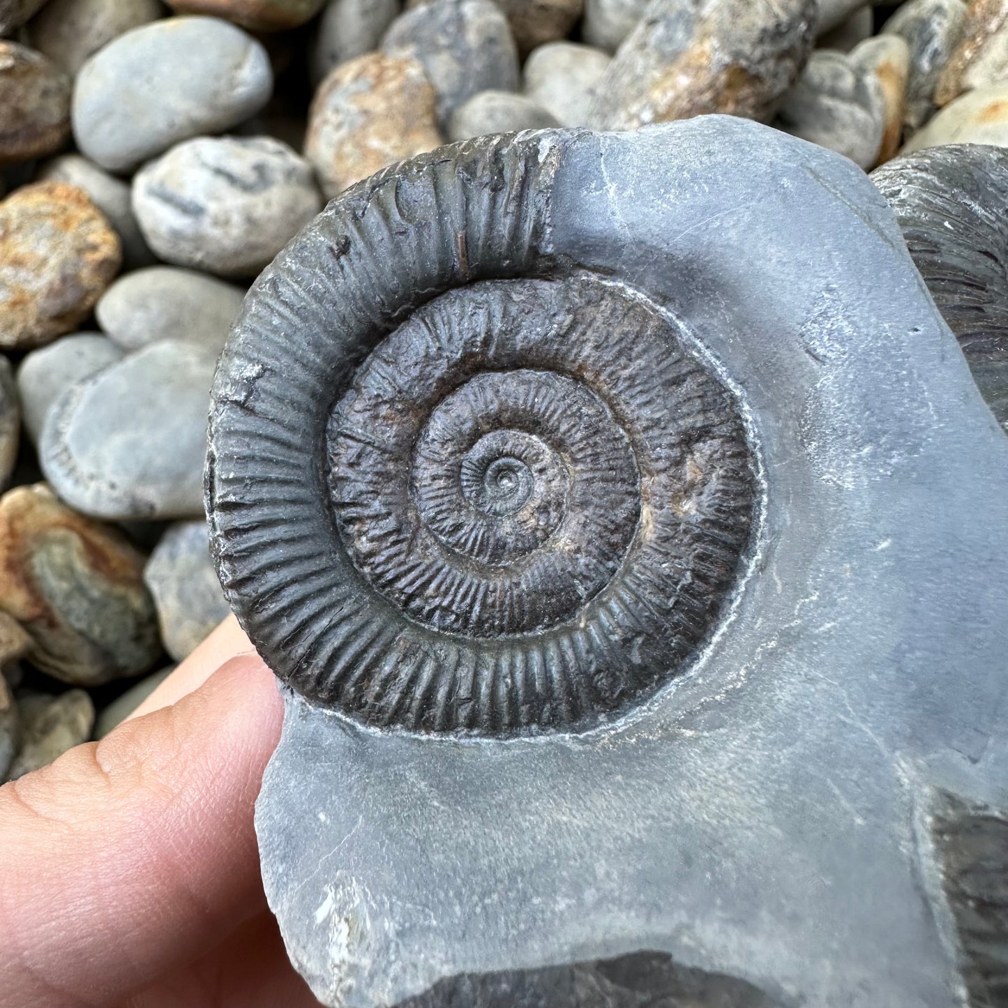 Dactylioceras ammonite fossil - Whitby, North Yorkshire, Yorkshire Fossils found on the Jurassic Coast