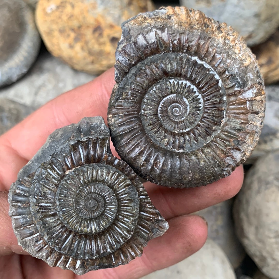 Dactylioceras (split pair) ammonite fossil - Whitby, North Yorkshire Jurassic Coast