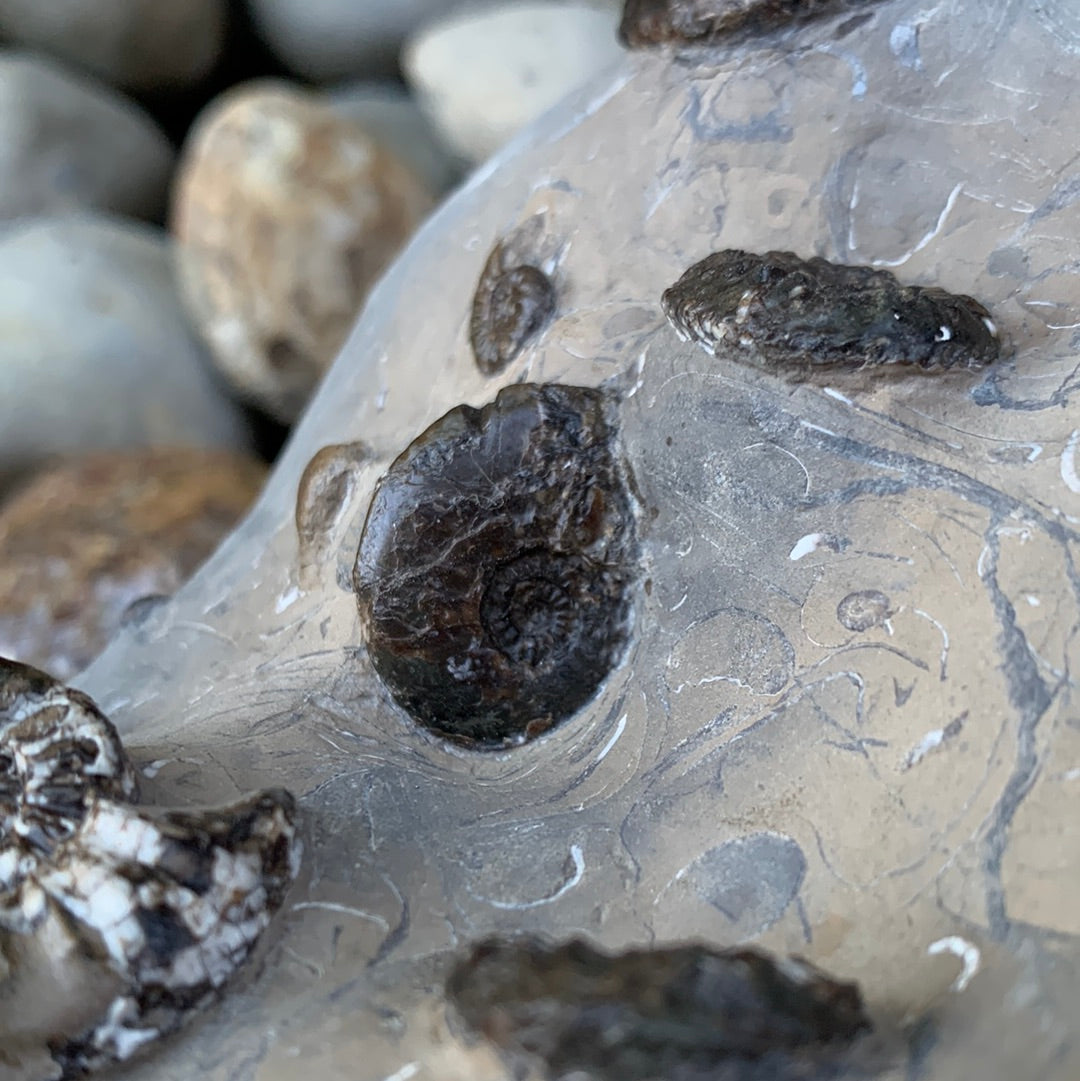 Amaltheus subnodosus ammonite fossil - Whitby, North Yorkshire