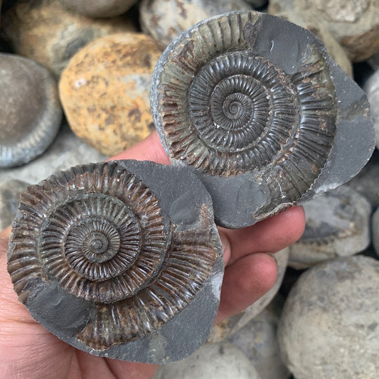 Dactylioceras (split pair) ammonite fossil - Whitby, North Yorkshire Jurassic Coast