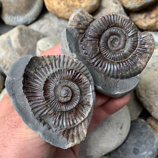 Dactylioceras (split pair) ammonite fossil - Whitby, North Yorkshire Jurassic Coast