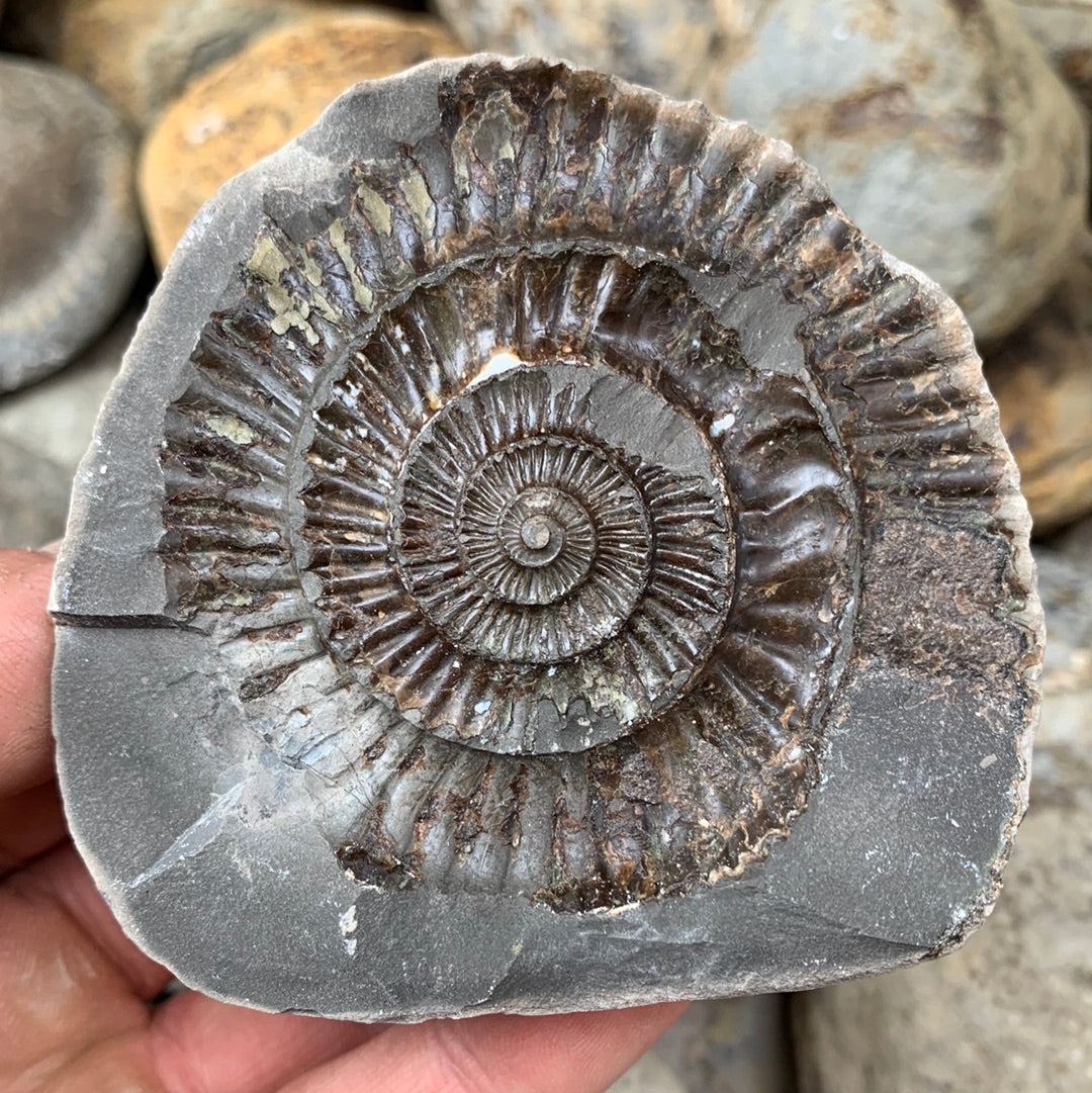 Dactylioceras (split pair) ammonite fossil - Whitby, North Yorkshire Jurassic Coast