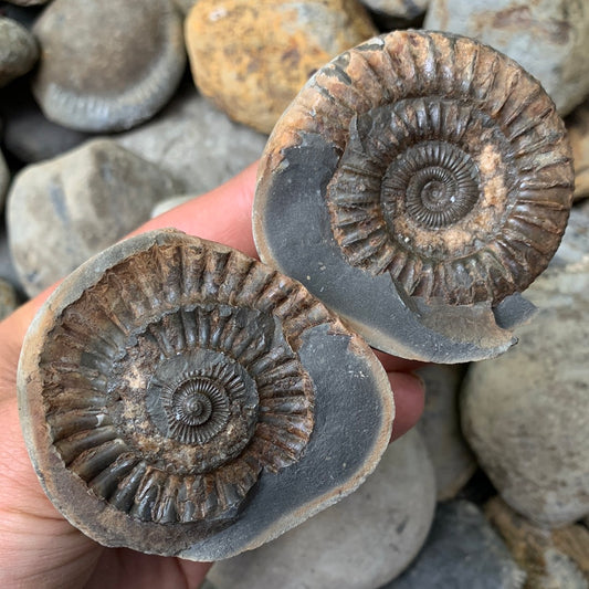 Dactylioceras (split pair) ammonite fossil - Whitby, North Yorkshire Jurassic Coast