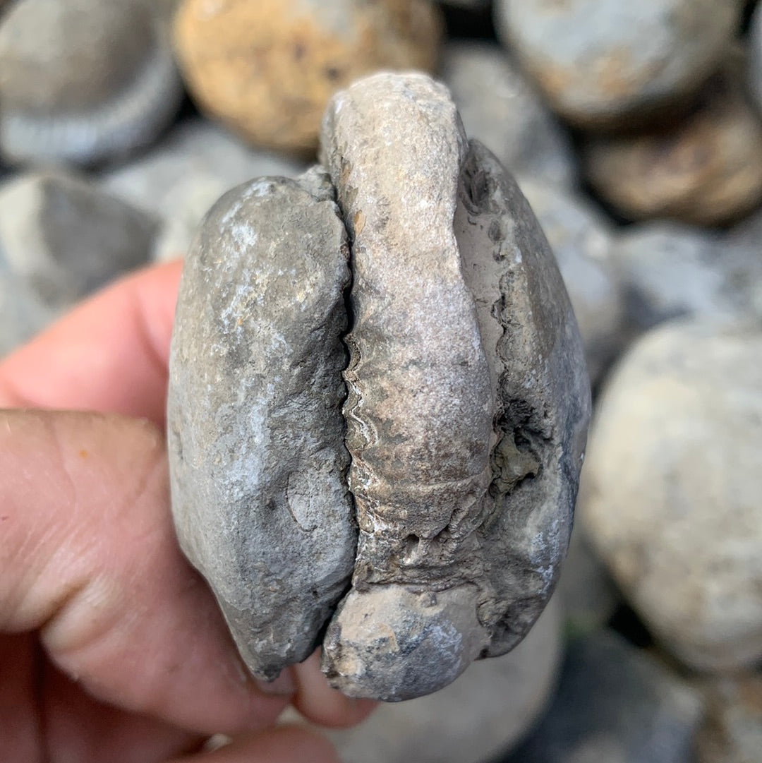 Dactylioceras (split pair) ammonite fossil - Whitby, North Yorkshire Jurassic Coast