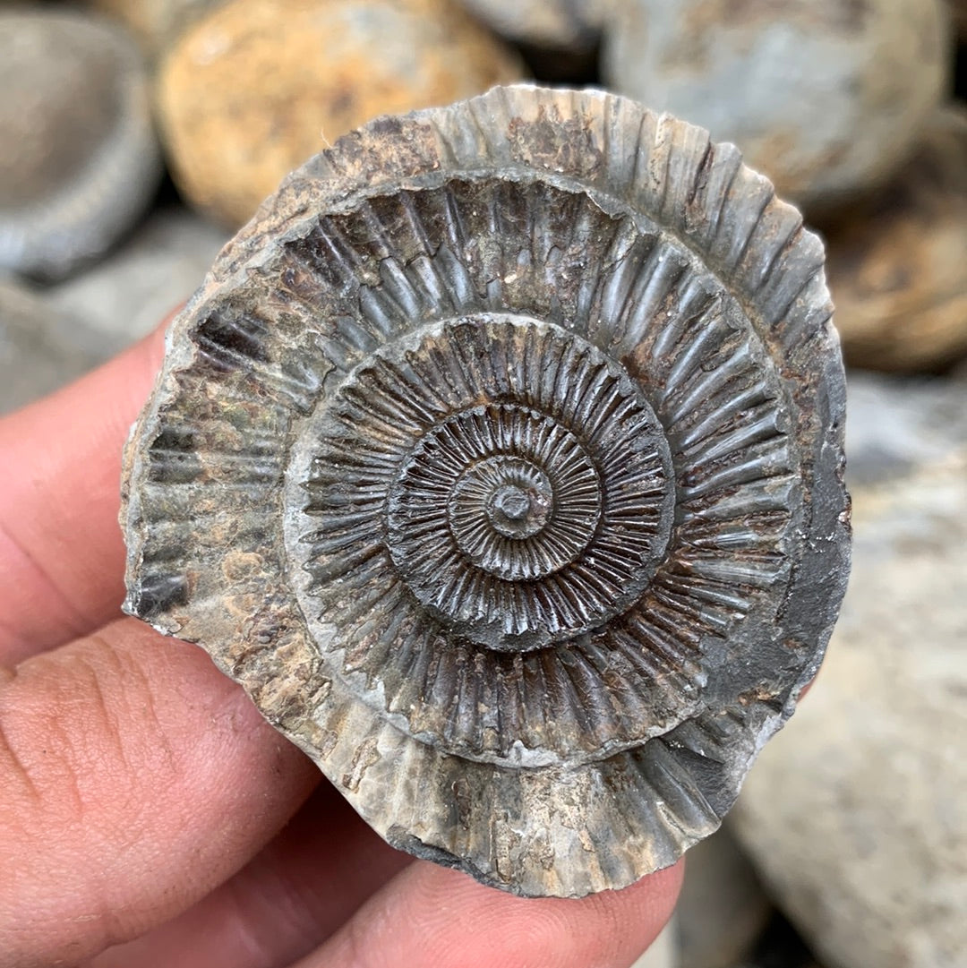 Dactylioceras (split pair) ammonite fossil - Whitby, North Yorkshire Jurassic Coast