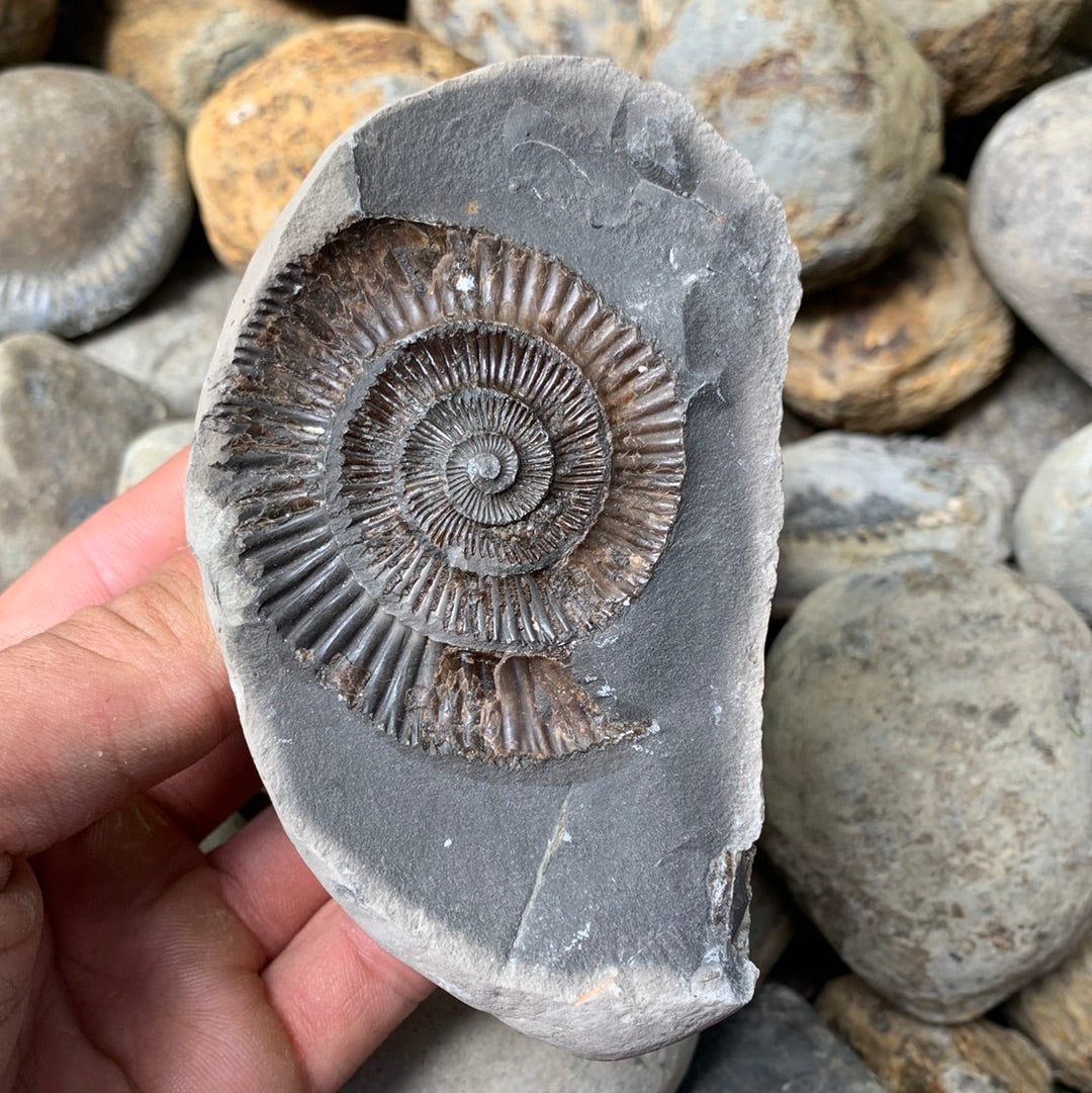 Dactylioceras (split pair) ammonite fossil - Whitby, North Yorkshire Jurassic Coast