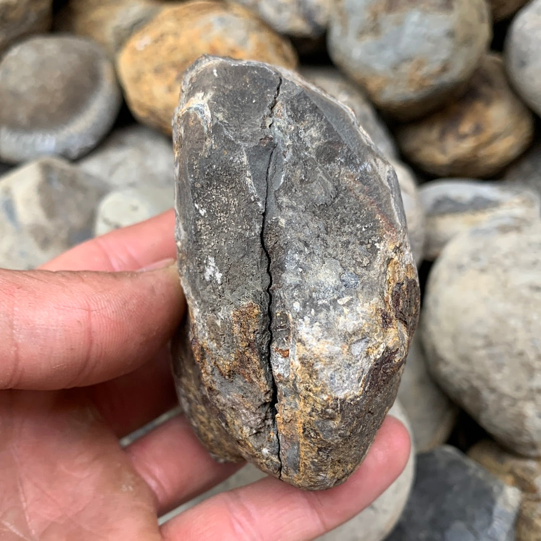 Dactylioceras (split pair) ammonite fossil - Whitby, North Yorkshire Jurassic Coast