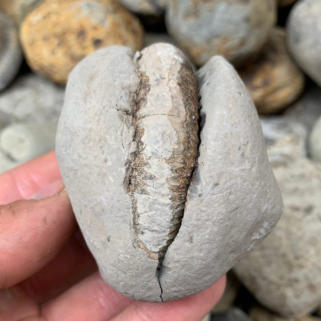 Dactylioceras (split pair) ammonite fossil - Whitby, North Yorkshire Jurassic Coast