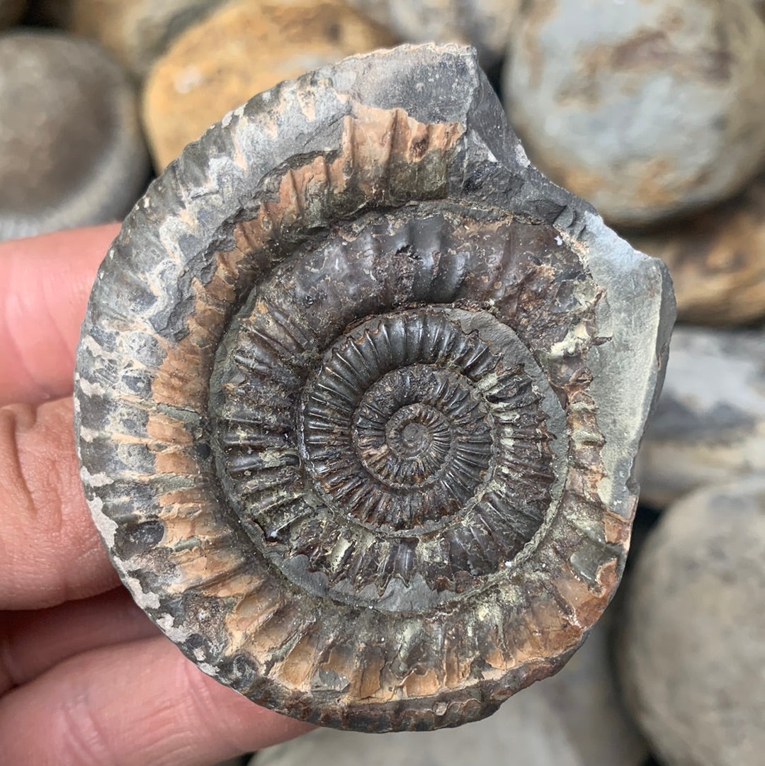 Dactylioceras (split pair) ammonite fossil - Whitby, North Yorkshire Jurassic Coast