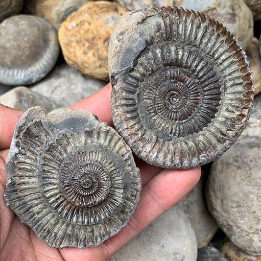 Dactylioceras (split pair) ammonite fossil - Whitby, North Yorkshire Jurassic Coast