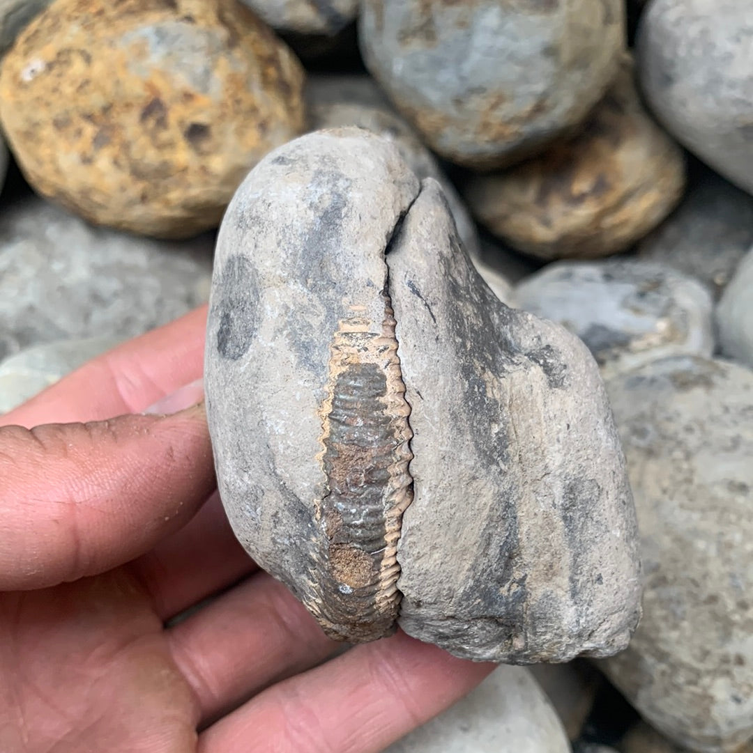 Dactylioceras (split pair) ammonite fossil - Whitby, North Yorkshire Jurassic Coast