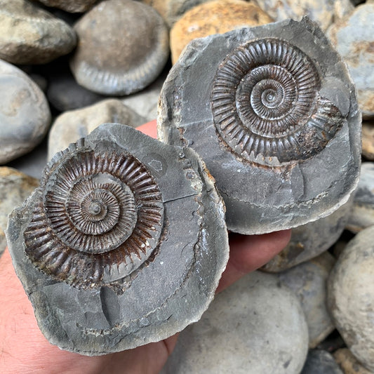 Dactylioceras (split pair) ammonite fossil - Whitby, North Yorkshire Jurassic Coast