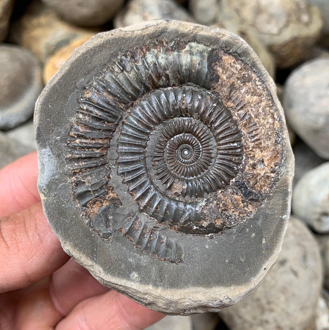 Dactylioceras (split pair) ammonite fossil - Whitby, North Yorkshire Jurassic Coast