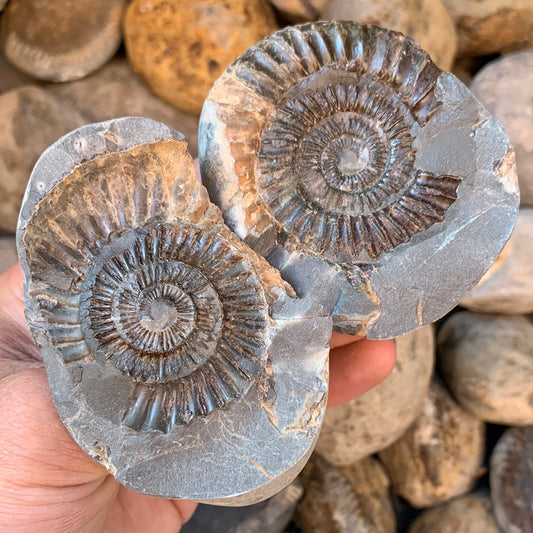 Dactylioceras (split pair) ammonite fossil - Whitby, North Yorkshire Jurassic Coast