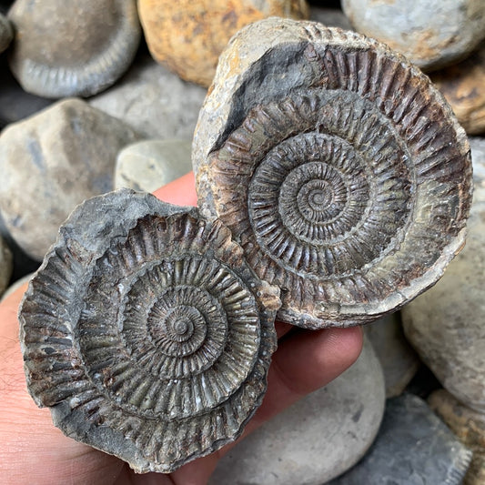 Dactylioceras (split pair) ammonite fossil - Whitby, North Yorkshire Jurassic Coast