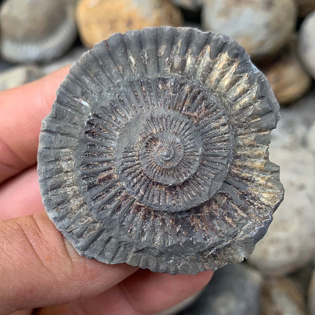 Dactylioceras (split pair) ammonite fossil - Whitby, North Yorkshire Jurassic Coast