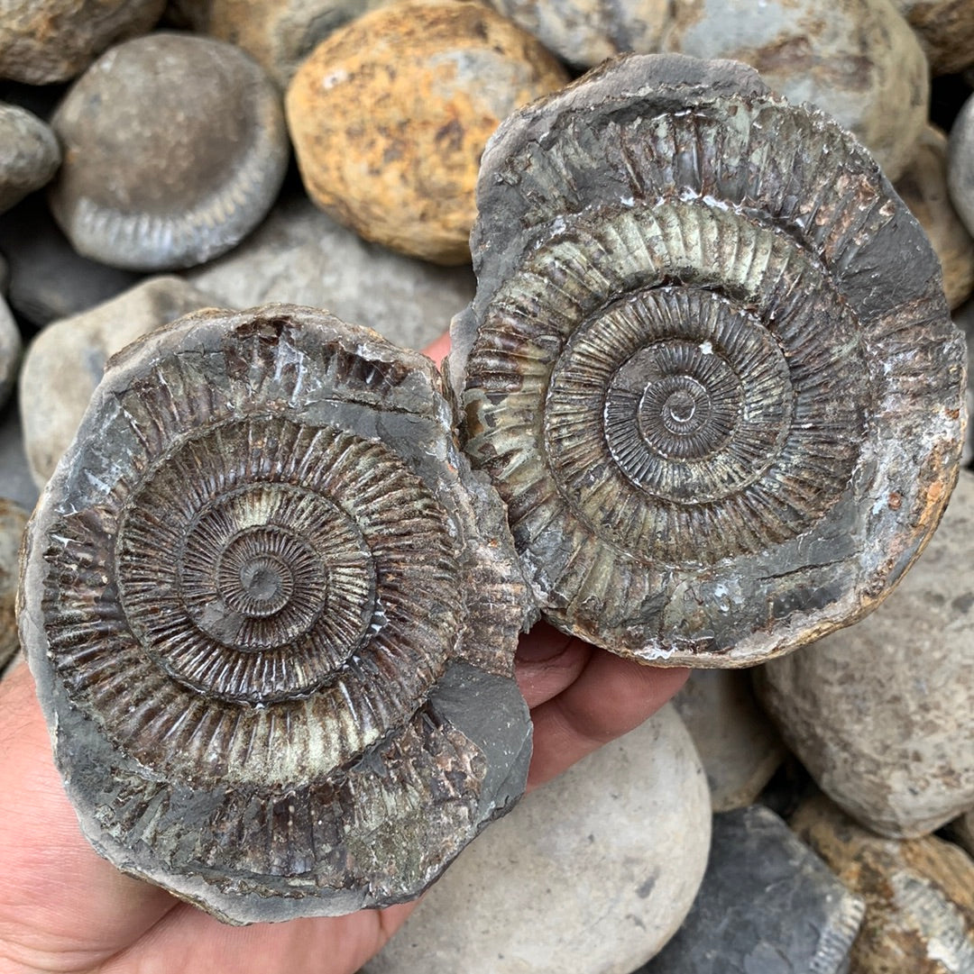 Dactylioceras (split pair) ammonite fossil - Whitby, North Yorkshire Jurassic Coast