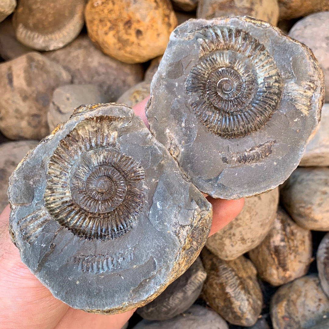 Dactylioceras (split pair) ammonite fossil - Whitby, North Yorkshire Jurassic Coast