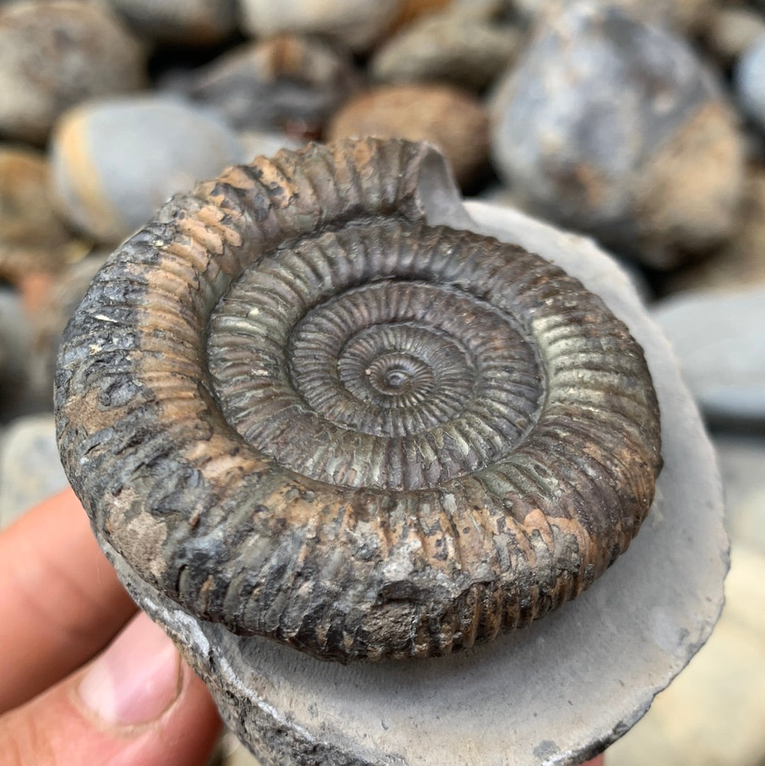 Dactylioceras ammonite fossil - Whitby, North Yorkshire
