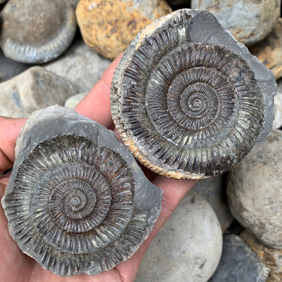 Dactylioceras (split pair) ammonite fossil - Whitby, North Yorkshire Jurassic Coast