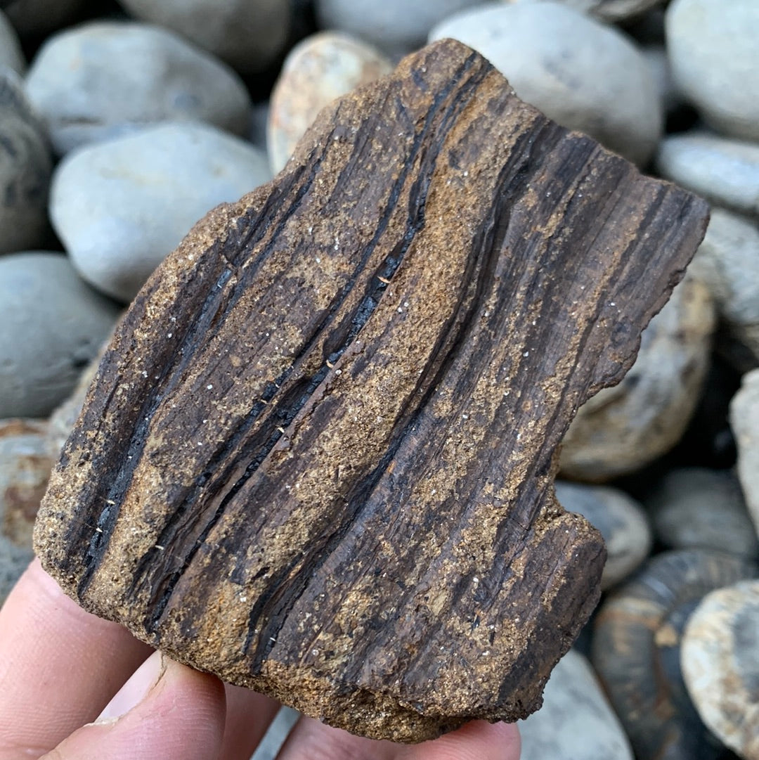 Fossil Wood - Whitby, North Yorkshire Jurassic Coast, Yorkshire Fossil ...