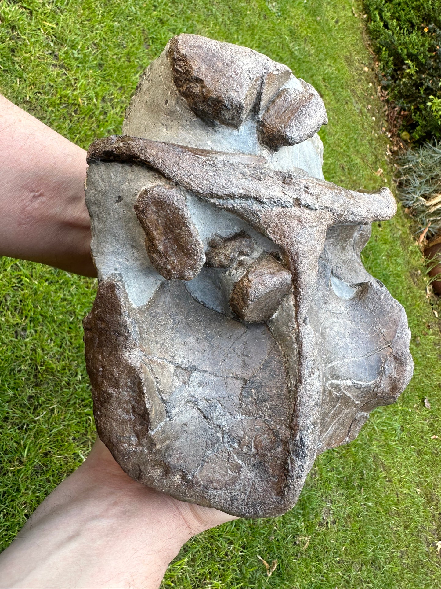 Museum Quality Ichthyosaur Bone Block (Articulated Pectoral Girdle) - Whitby, North Yorkshire, Jurassic Coast