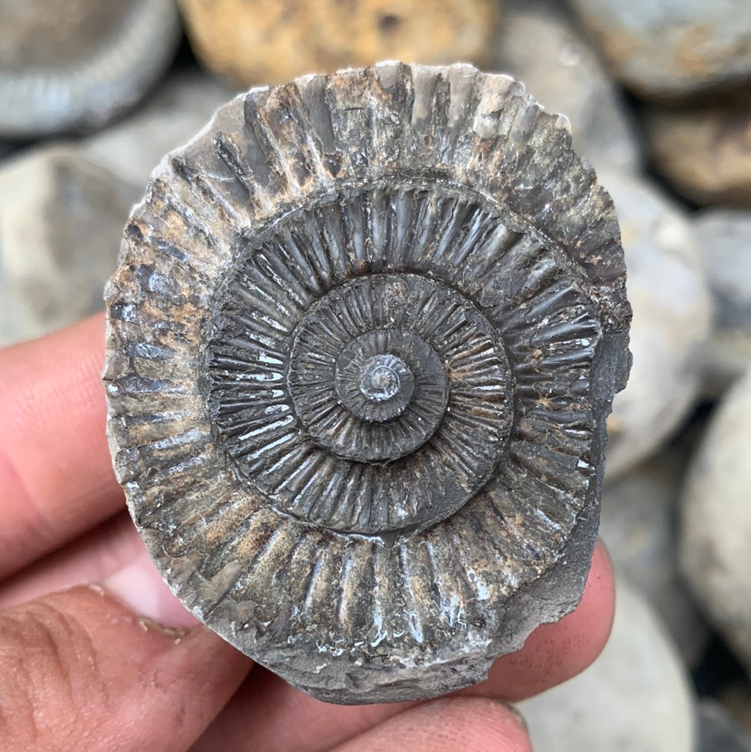 Dactylioceras (split pair) ammonite fossil - Whitby, North Yorkshire Jurassic Coast