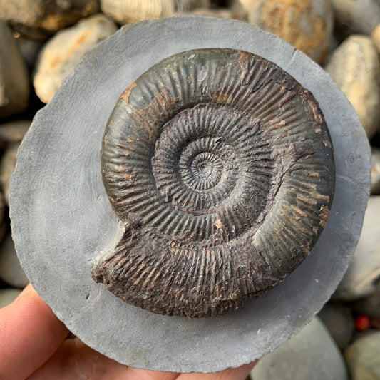 Dactylioceras semicelatum ammonite fossil - Whitby, North Yorkshire Jurassic Coast