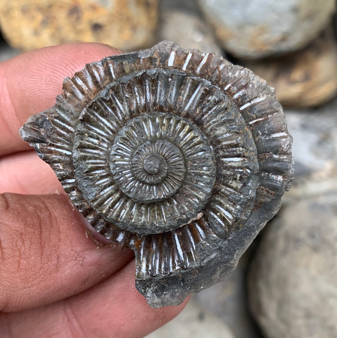 Dactylioceras (split pair) ammonite fossil - Whitby, North Yorkshire Jurassic Coast