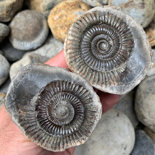 Dactylioceras (split pair) ammonite fossil - Whitby, North Yorkshire Jurassic Coast