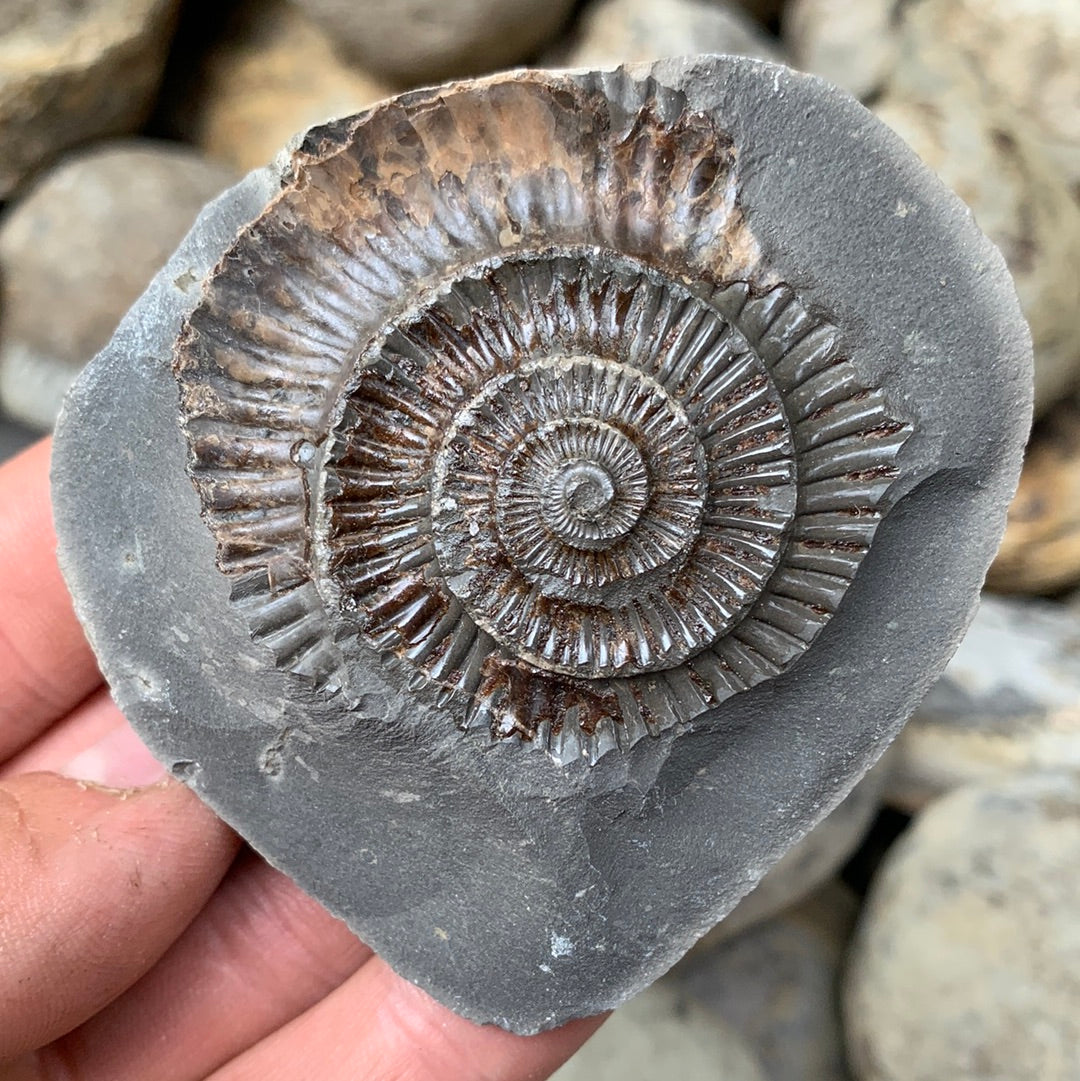 Dactylioceras (split pair) ammonite fossil - Whitby, North Yorkshire Jurassic Coast