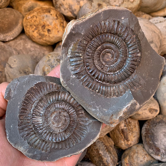 Dactylioceras (split pair) ammonite fossil - Whitby, North Yorkshire Jurassic Coast