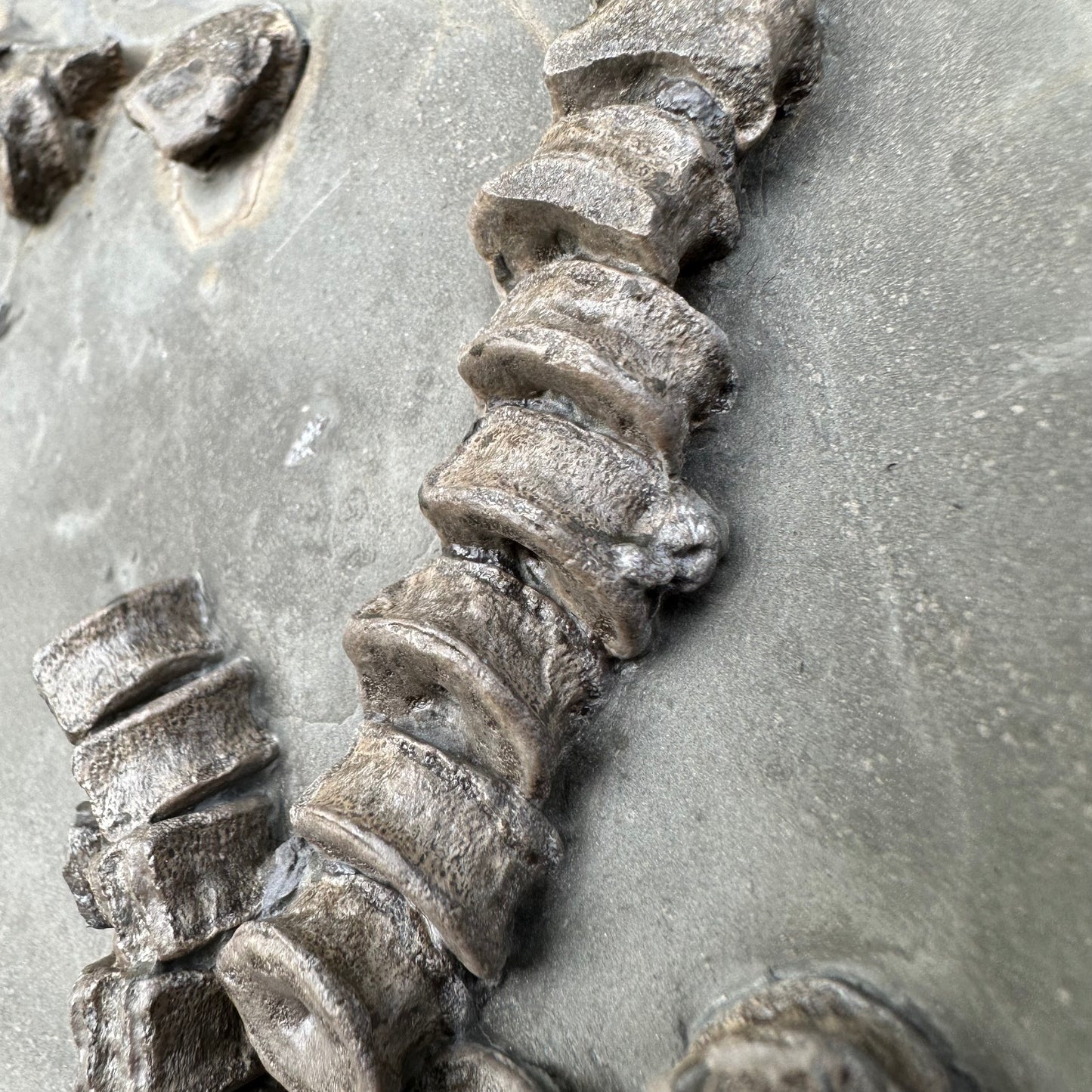 Ichthyosaur Vertebra fossil - Whitby, North Yorkshire Jurassic Coast, Yorkshire fossils