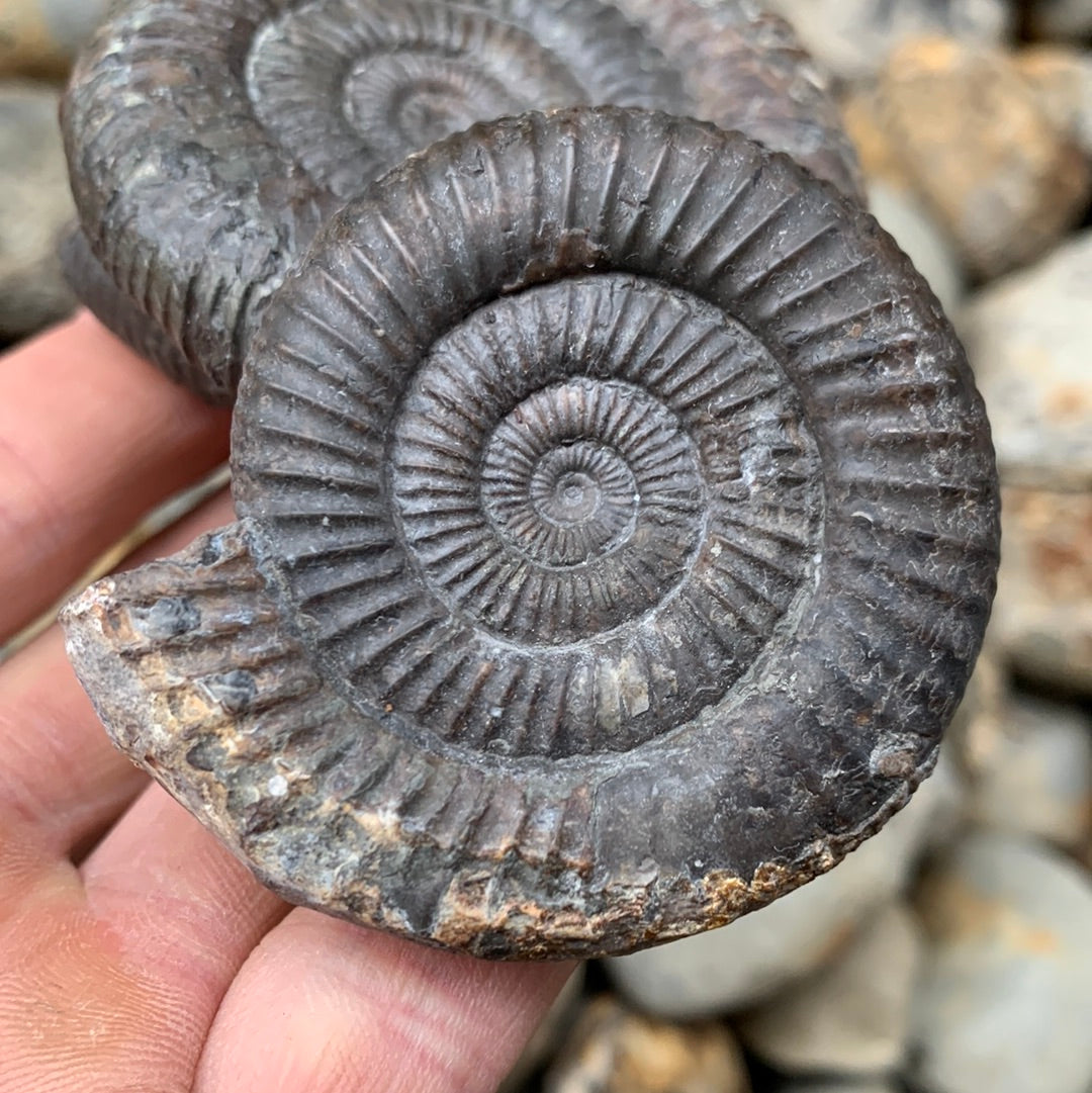 Dactylioceras Multi ammonite fossil - Whitby, North Yorkshire Jurassic Coast Yorkshire Fossils