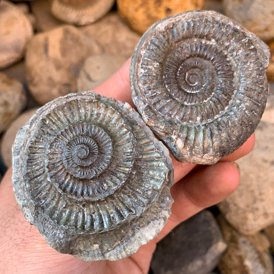 Dactylioceras (split pair) ammonite fossil - Whitby, North Yorkshire Jurassic Coast