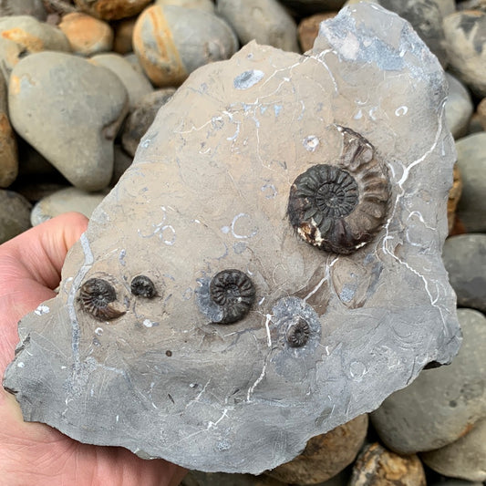 Amaltheus subnodosus ammonite fossil - Whitby, North Yorkshire, Yorkshire fossils