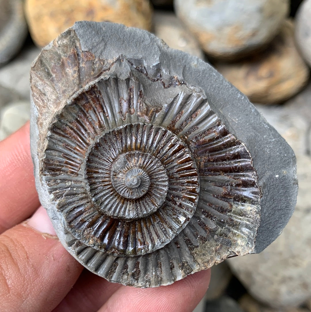 Dactylioceras (split pair) ammonite fossil - Whitby, North Yorkshire Jurassic Coast