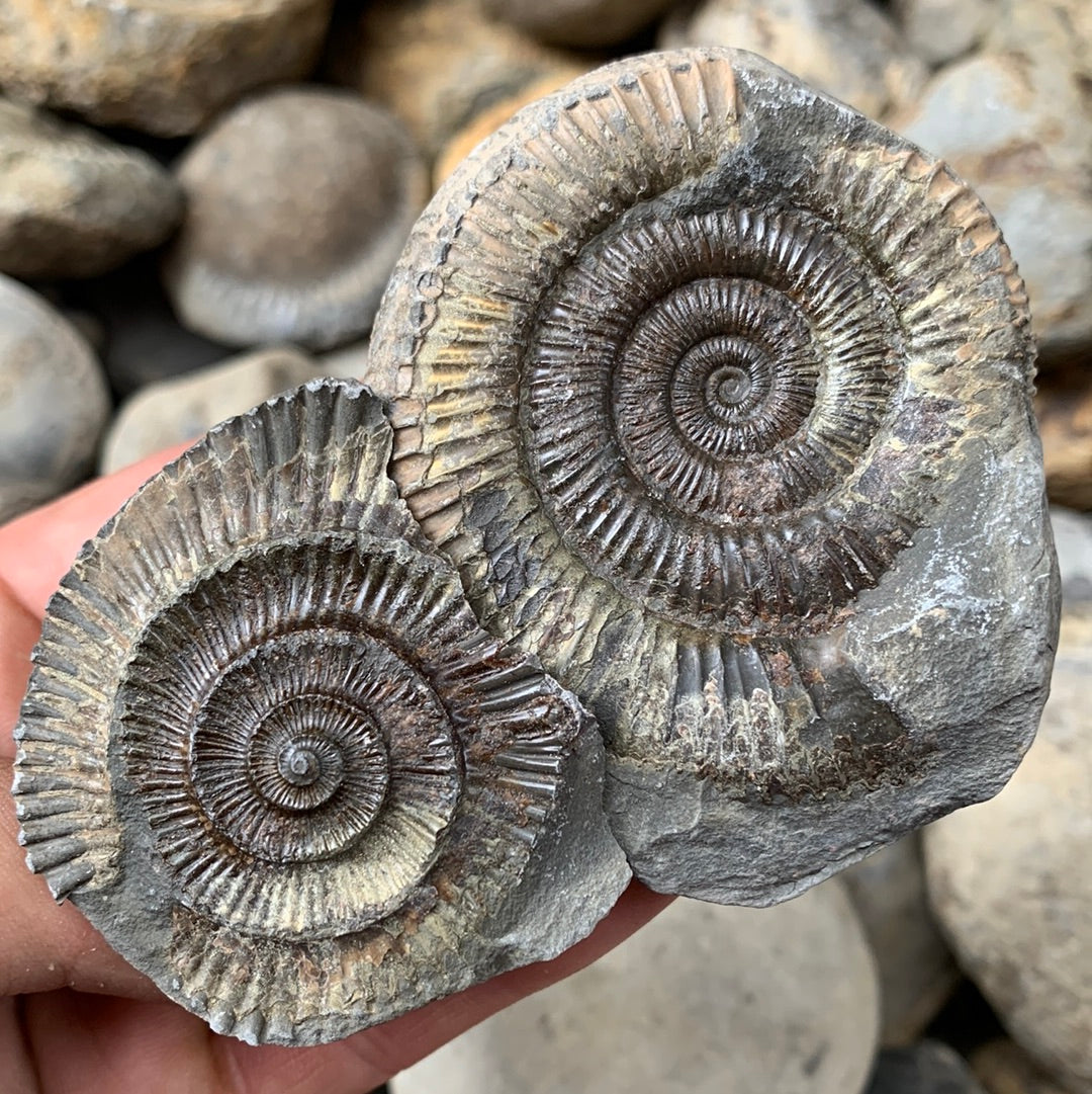 Dactylioceras (split pair) ammonite fossil - Whitby, North Yorkshire Jurassic Coast