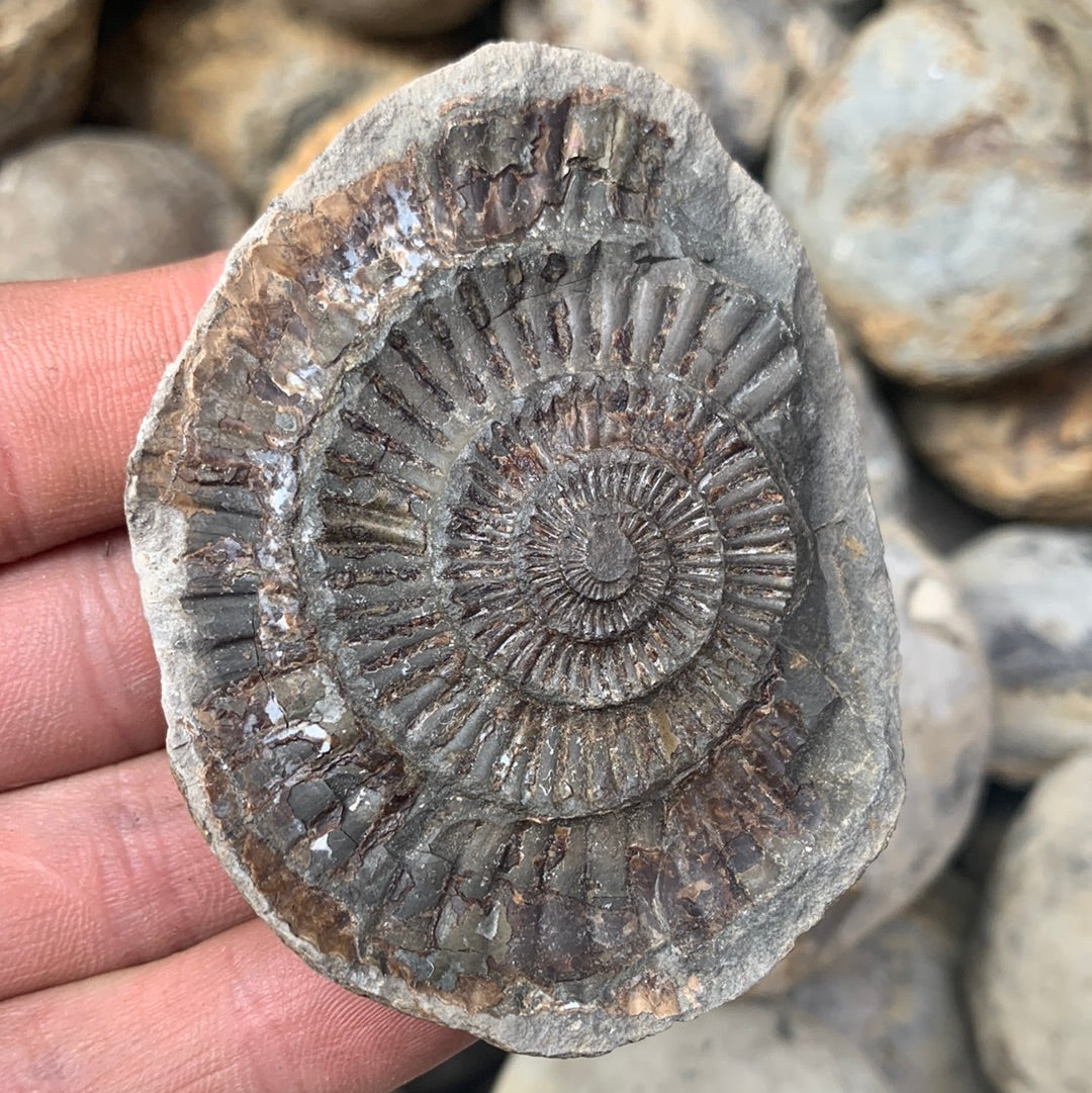 Dactylioceras (split pair) ammonite fossil - Whitby, North Yorkshire Jurassic Coast