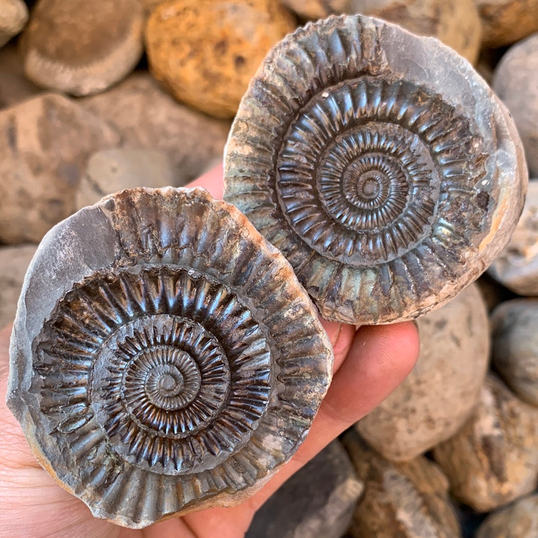 Dactylioceras (split pair) ammonite fossil - Whitby, North Yorkshire Jurassic Coast