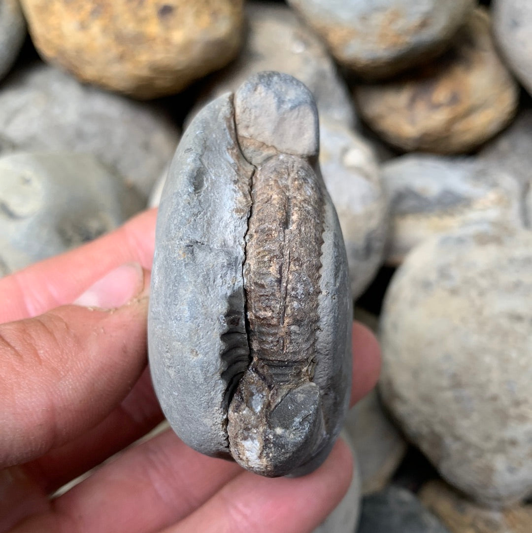 Dactylioceras (split pair) ammonite fossil - Whitby, North Yorkshire Jurassic Coast