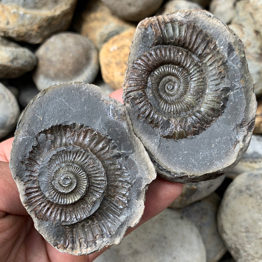 Dactylioceras (split pair) ammonite fossil - Whitby, North Yorkshire Jurassic Coast