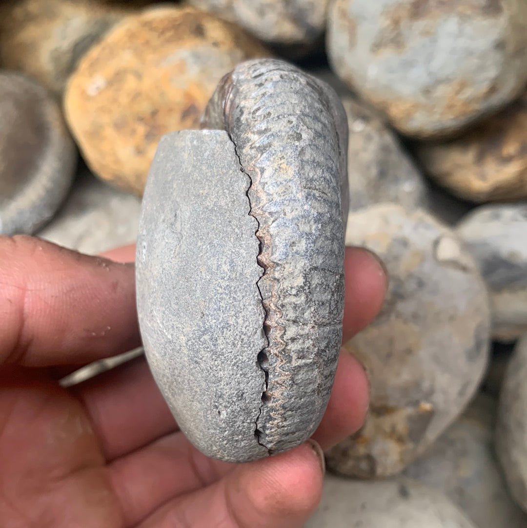 Dactylioceras (split pair) ammonite fossil - Whitby, North Yorkshire Jurassic Coast