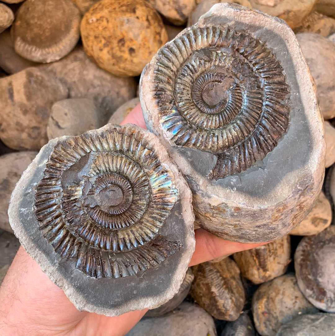 Dactylioceras (split pair) ammonite fossil - Whitby, North Yorkshire Jurassic Coast