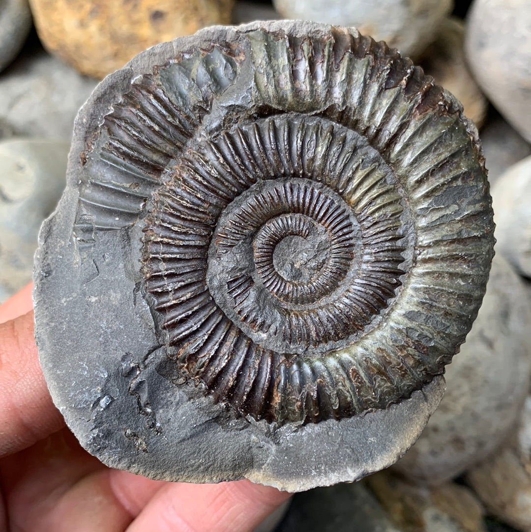 Dactylioceras (split pair) ammonite fossil - Whitby, North Yorkshire Jurassic Coast