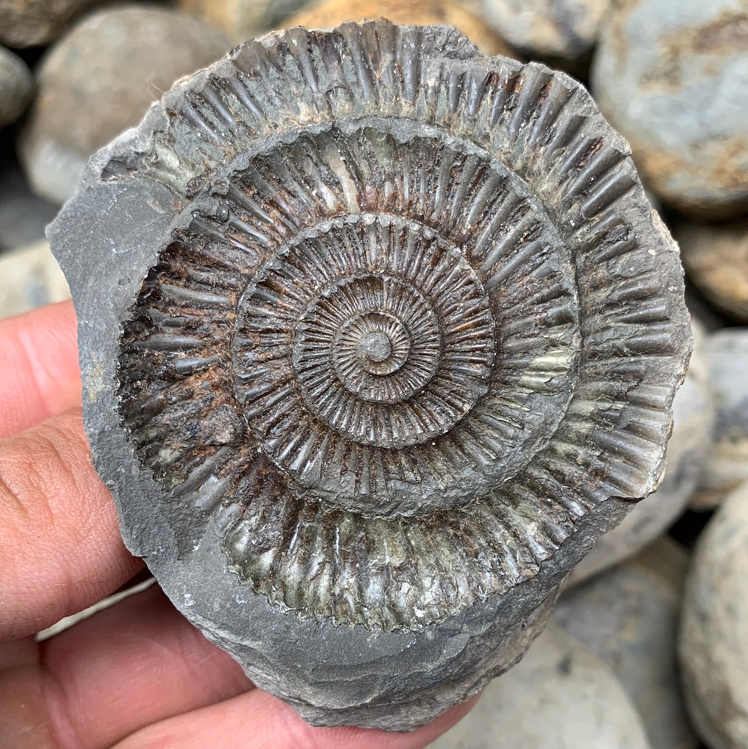 Dactylioceras (split pair) ammonite fossil - Whitby, North Yorkshire Jurassic Coast