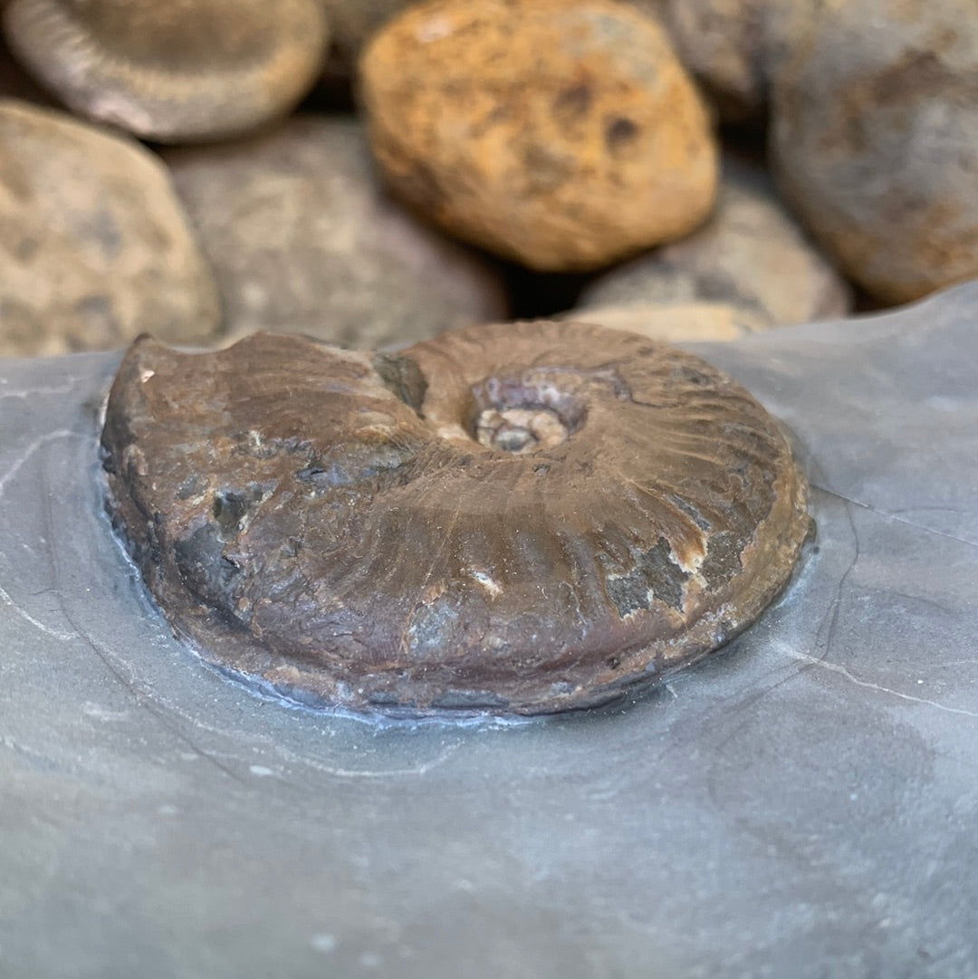 Eleganticeras Elegantulum ammonite fossil - Whitby, North Yorkshire Jurassic Coast