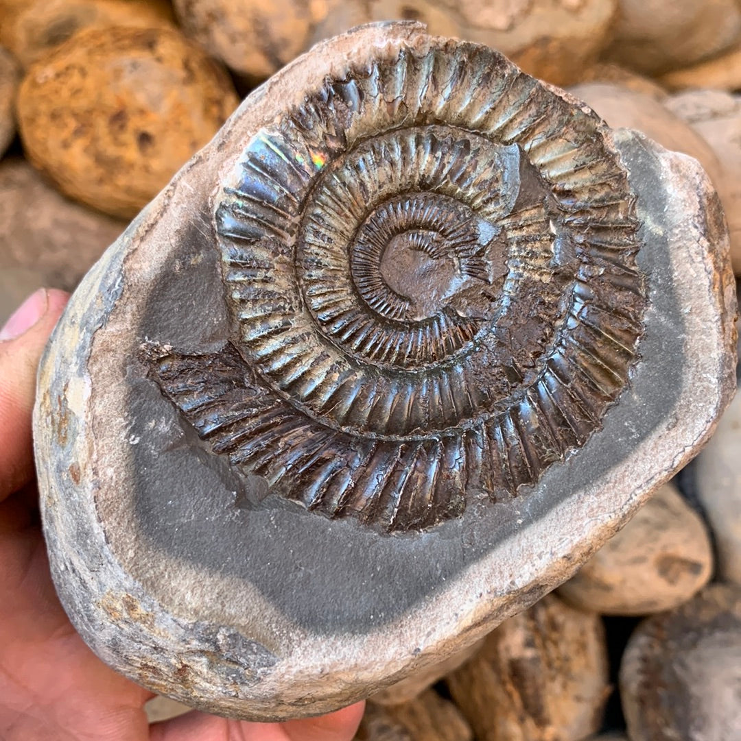 Dactylioceras (split pair) ammonite fossil - Whitby, North Yorkshire Jurassic Coast