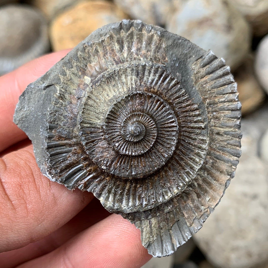 Dactylioceras (split pair) ammonite fossil - Whitby, North Yorkshire Jurassic Coast